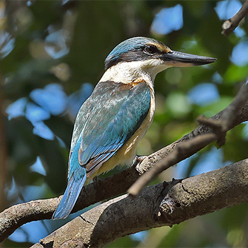 Torresian Kingfisher