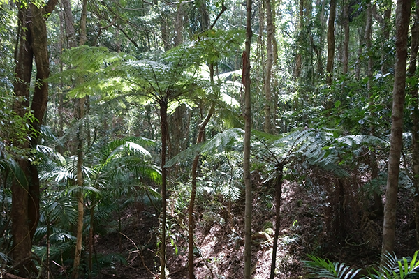 Tree Ferns