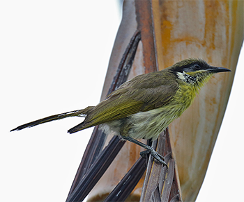 Varied Honeyeater
