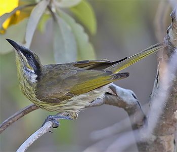 Varied Honeyeater