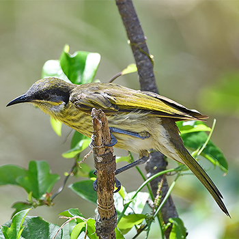 Varied Honeyeater