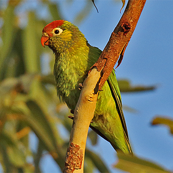 Varied Lorikeet