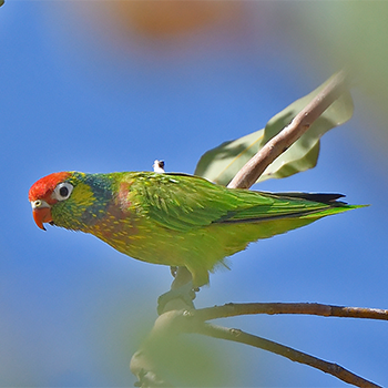 Varied Lorikeet