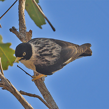 Varied Sitella (<em>leucoptera</em>)