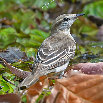 Varied Triller