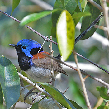 Variegated Fairywren