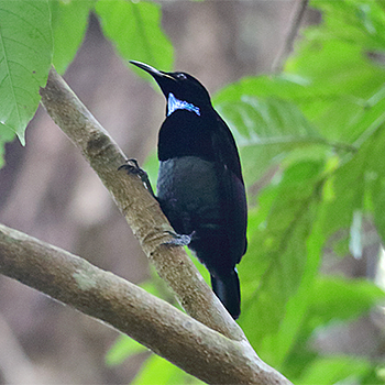 Victoria's Riflebird