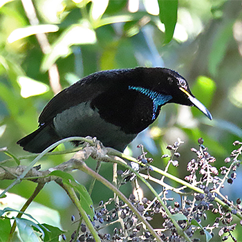 Victoria's Riflebird