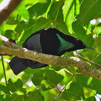 Victoria's Riflebird