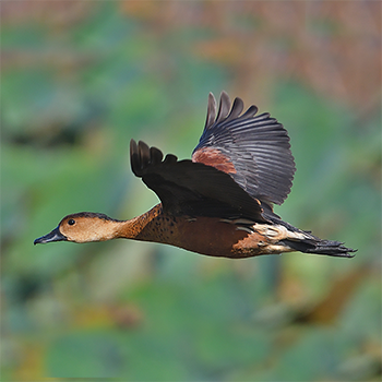 Wandering Whistling-duck