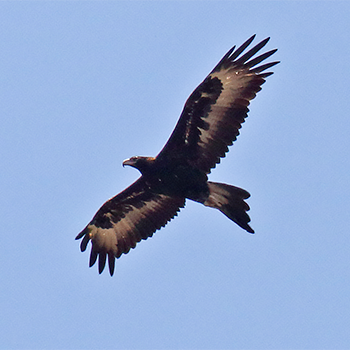 Wedge-tailed Eagle