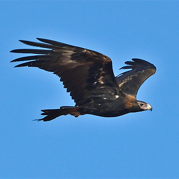 Wedge-tailed Eagle