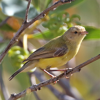 Weebill