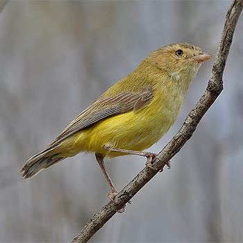 Weebill