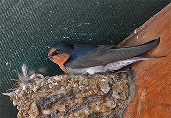 Welcome Swallow