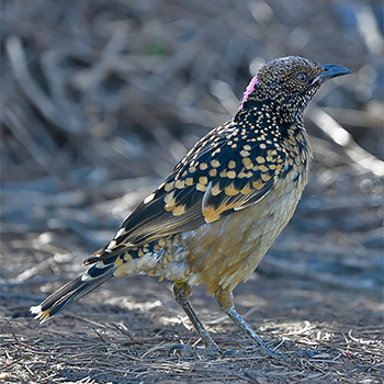 Western Bowerbird