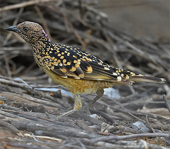 Western Bowerbird