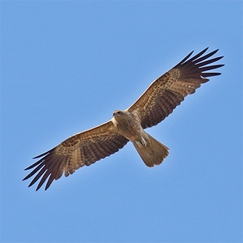 Whistling Kite