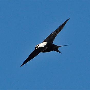 White-backed Swallow