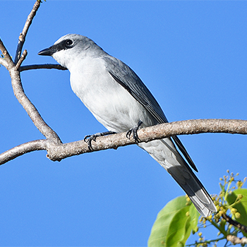 White-bellied Cuckooshrike