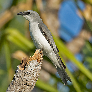 White-bellied Cuckooshrike