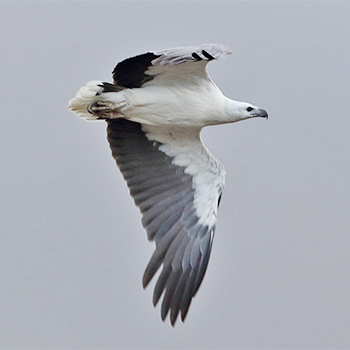 White-bellied Sea-eagle