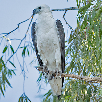 White-bellied Sea Eagle