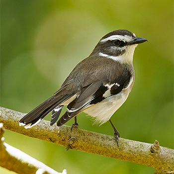 White-browed Robin
