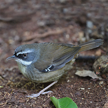 White-browed Scrubwren