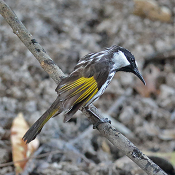 White-cheeked Honeyeater