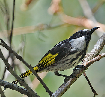 White-cheeked Honeyeater