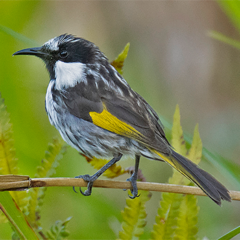 White-cheeked Honeyeater