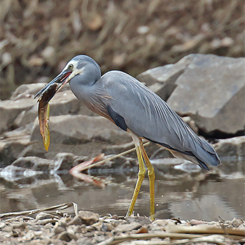 White-faced Heron