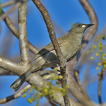 White-gaped Honeyeater