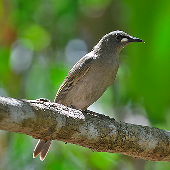 White-gaped Honeyeater