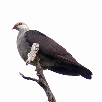 White-headed Pigeon