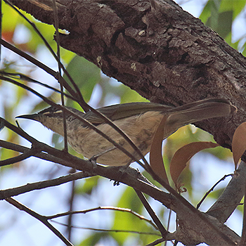 White-lined Honeyeater