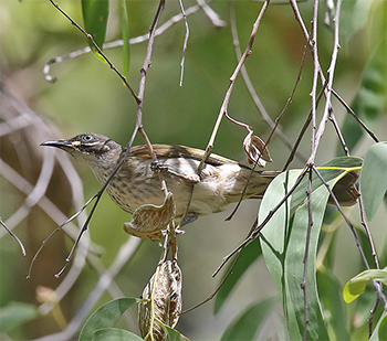 White-lined Honeyeater