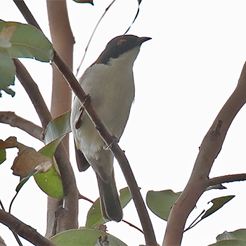 White-naped Honeyeater