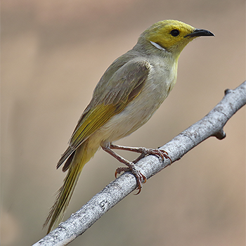 White-plumed Honeyeater