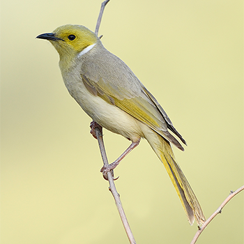 White-plumed Honeyeater
