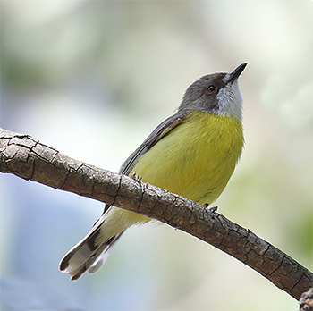 White-throated Gerygone