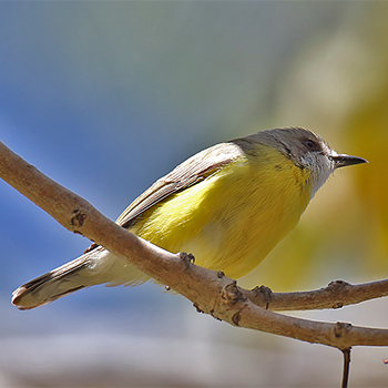 White-throated Gerygone