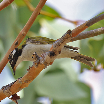 White-throated Honeyeater