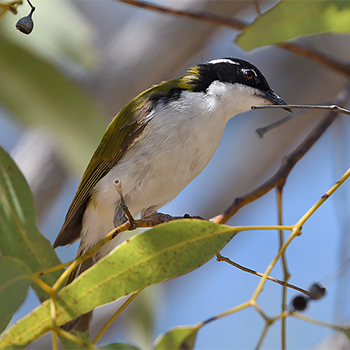 White-throated Honeyeater