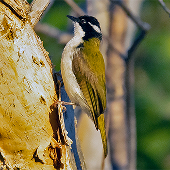 White-throated Honeyeater