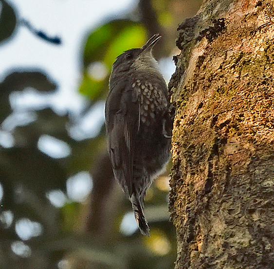 White-throated Treecreeper