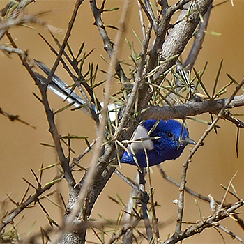 White-winged Fairywren
