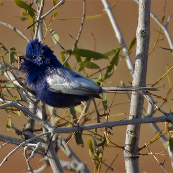 White-winged Fairywren