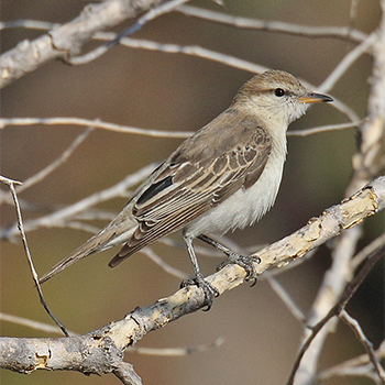 White-winged Triller